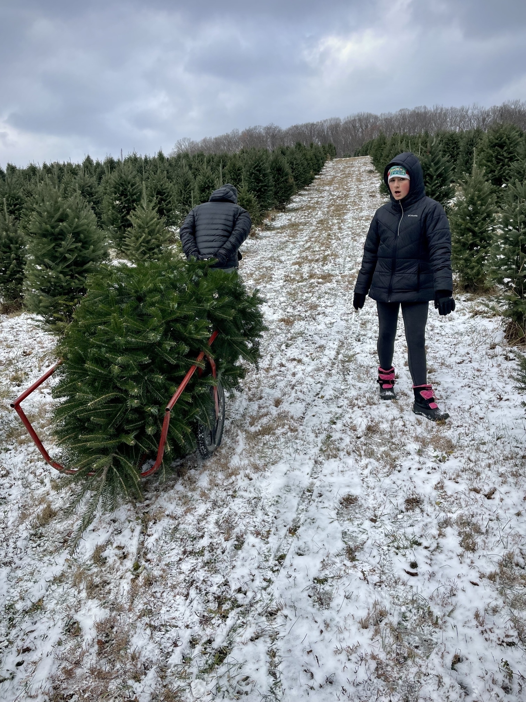 A man pulling a Xmas tree up a hill. 