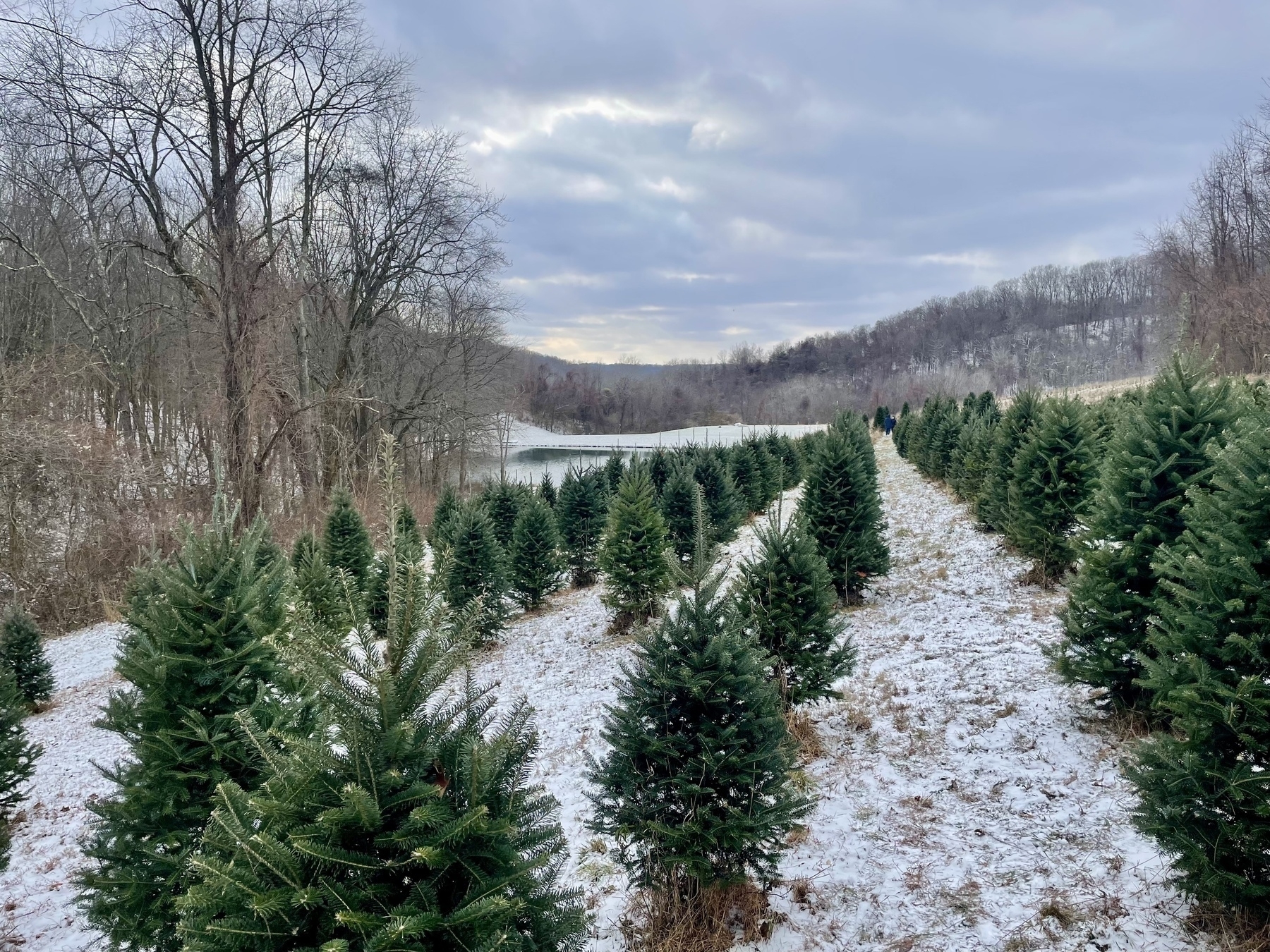 A Xmas tree farm