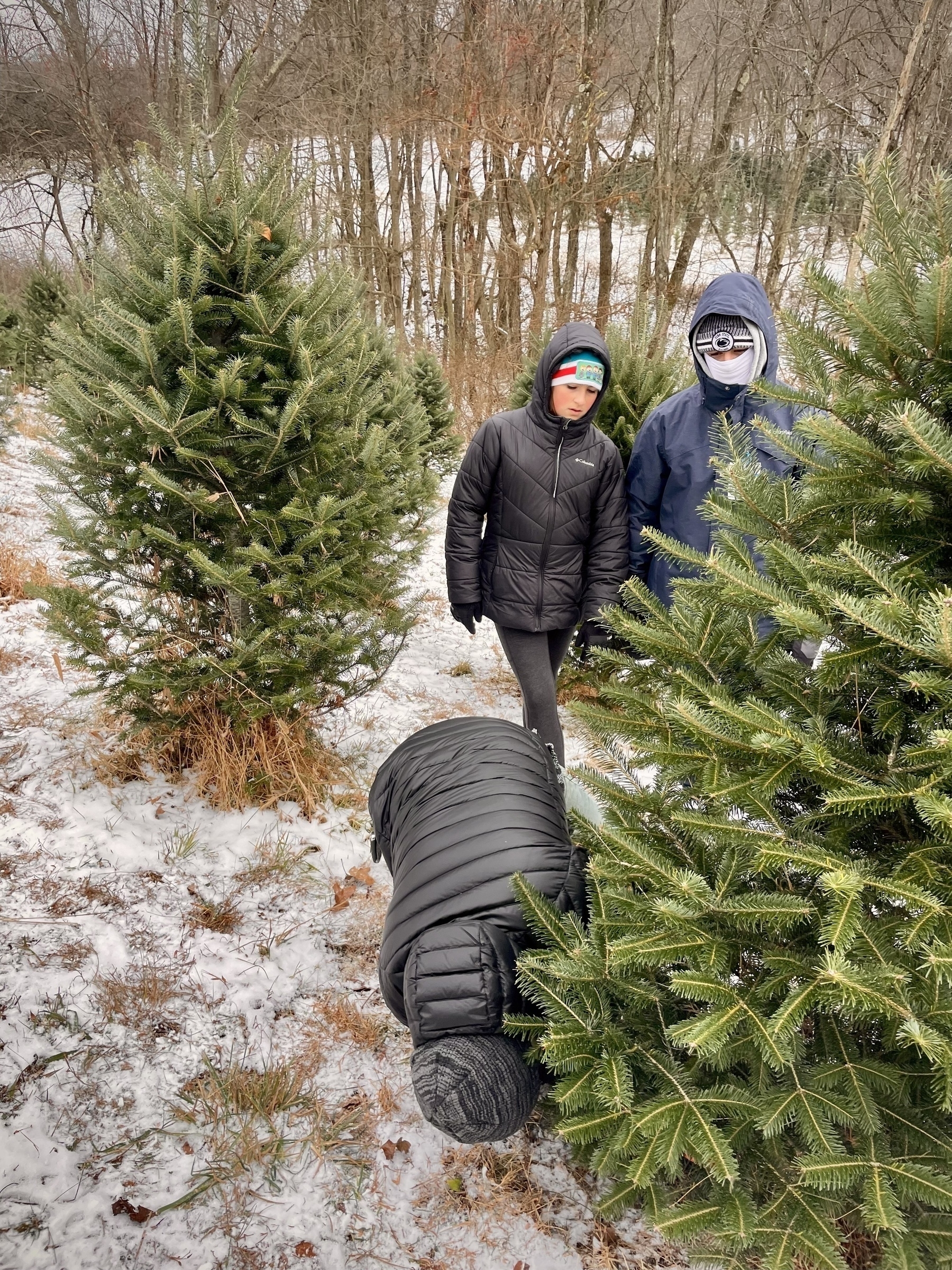 A man cutting down a Xmas tree